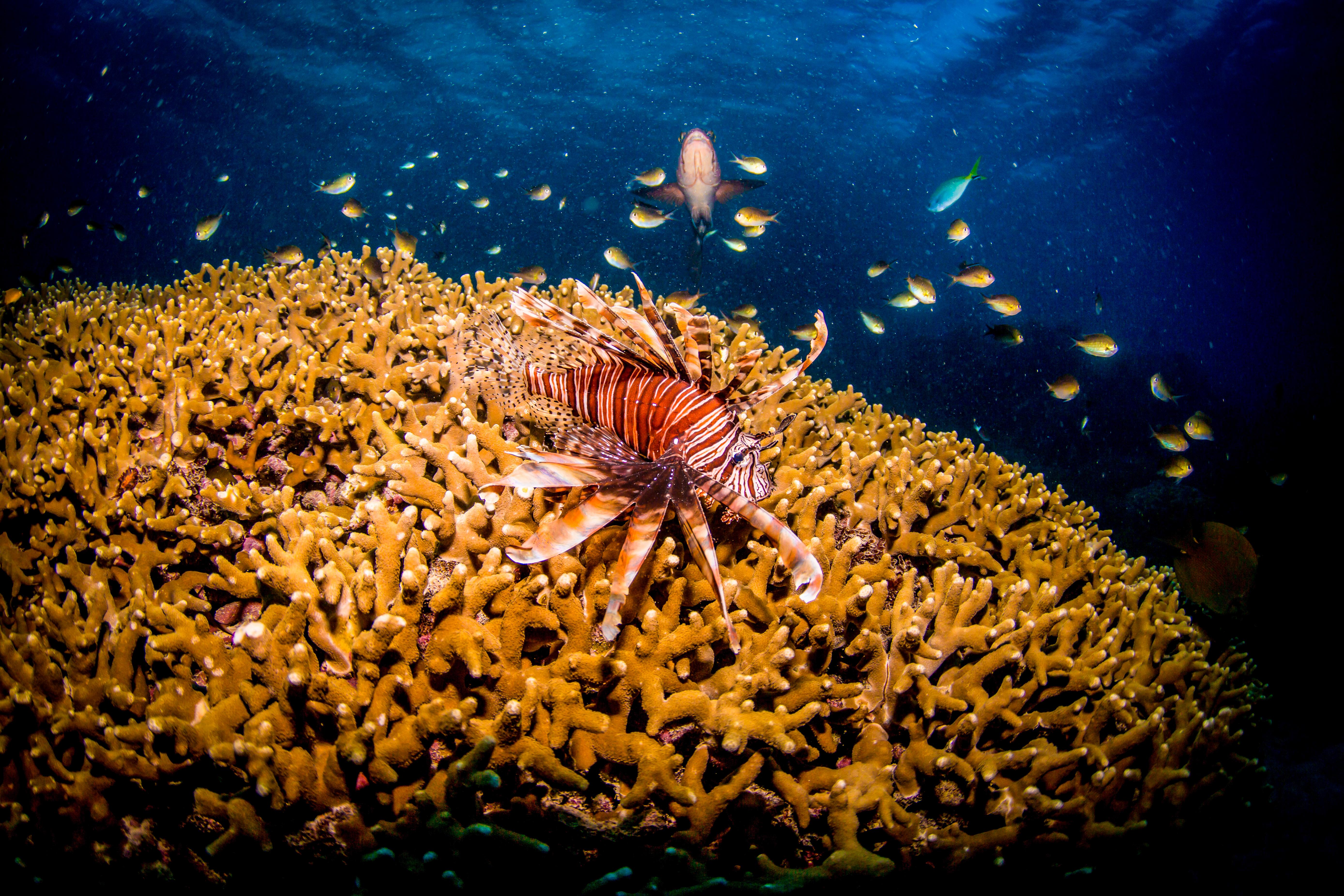 Great Barrier Reef